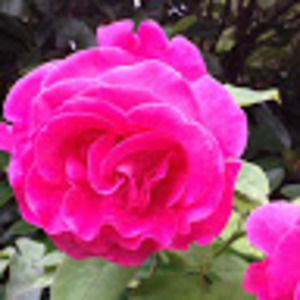 Meet your Posher, Tamber